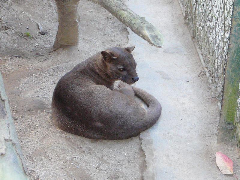 020 Fossa